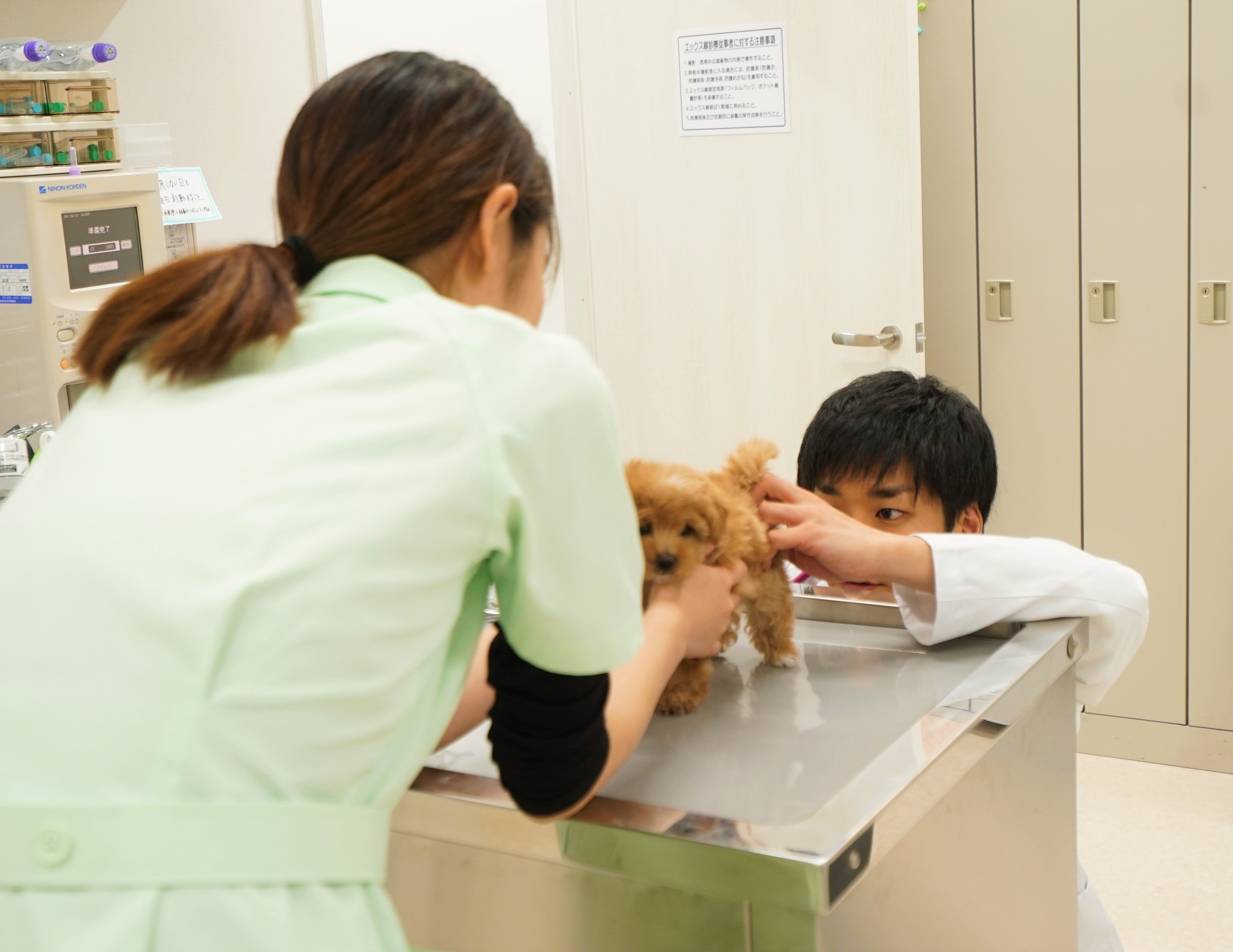 動物看護師(正社員)の求人 ニュータウン犬猫病院 神奈川県 横浜市中区