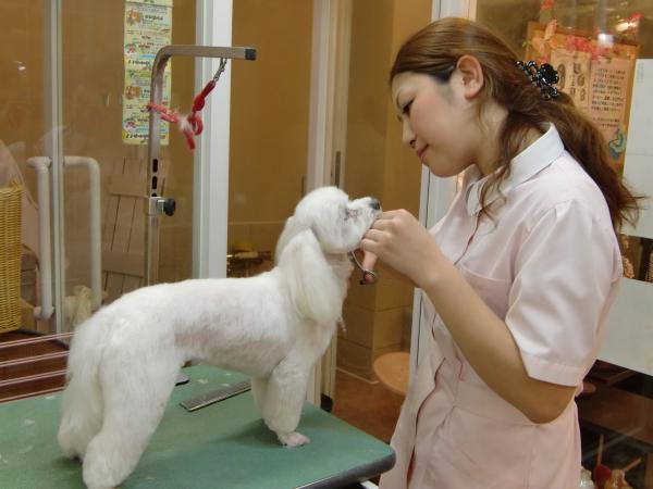 獣医師 正社員 の求人 つばさ動物病院 東京都 大田区