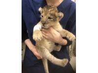 動物看護師 正社員 の求人 みわエキゾチック動物病院 東京都 豊島区