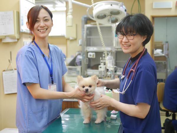 動物看護師(正社員)の求人 かんじ動物病院 千葉県 松戸市