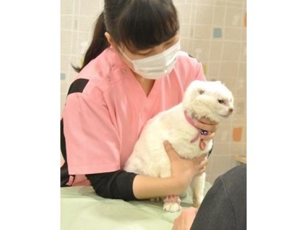 動物看護師(パート･アルバイト)の求人 パスカル動物病院 埼玉県 さいたま市大宮区